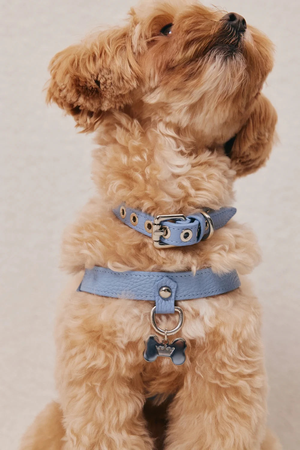 Leather collar "Dot"