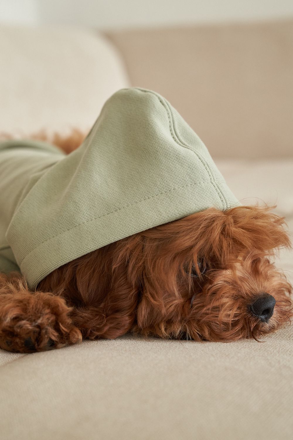 Hoodies for dogs