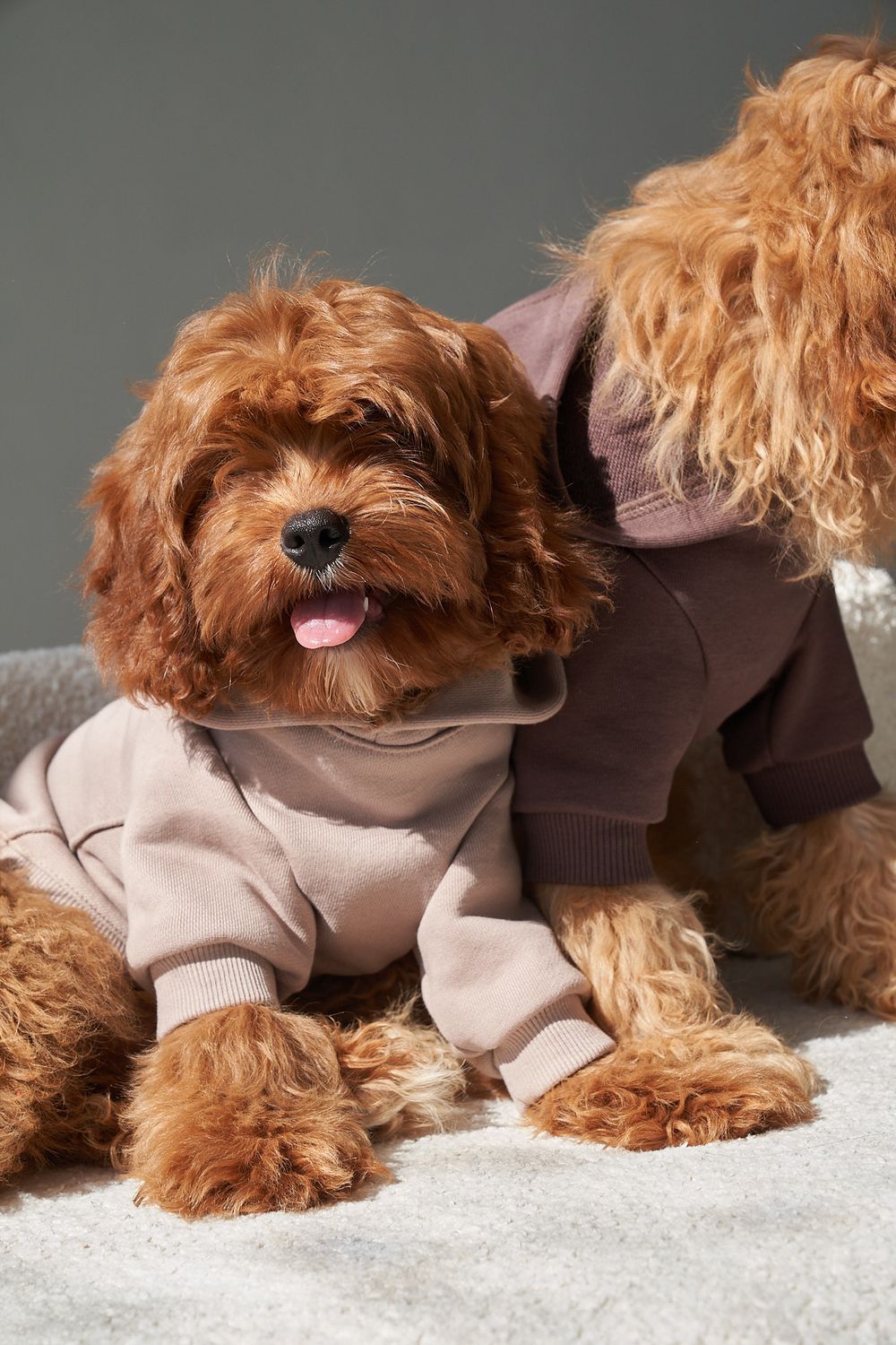 Hoodies for dogs