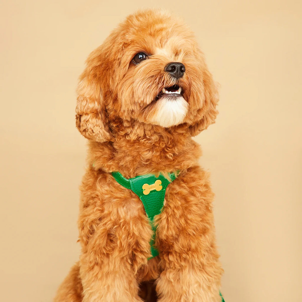 "Dot" harness