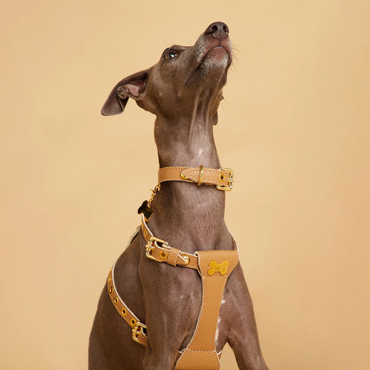 "Dot" harness