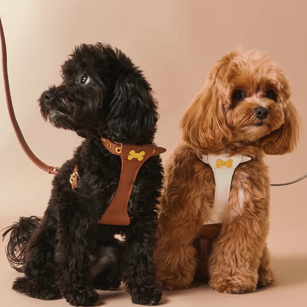 "Dot" harness
