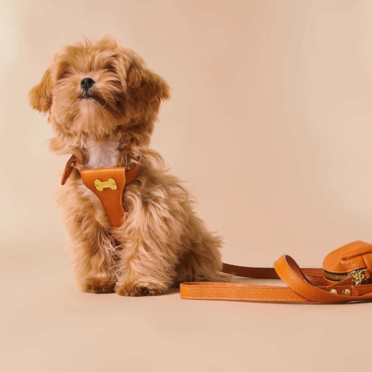 "Dot" harness