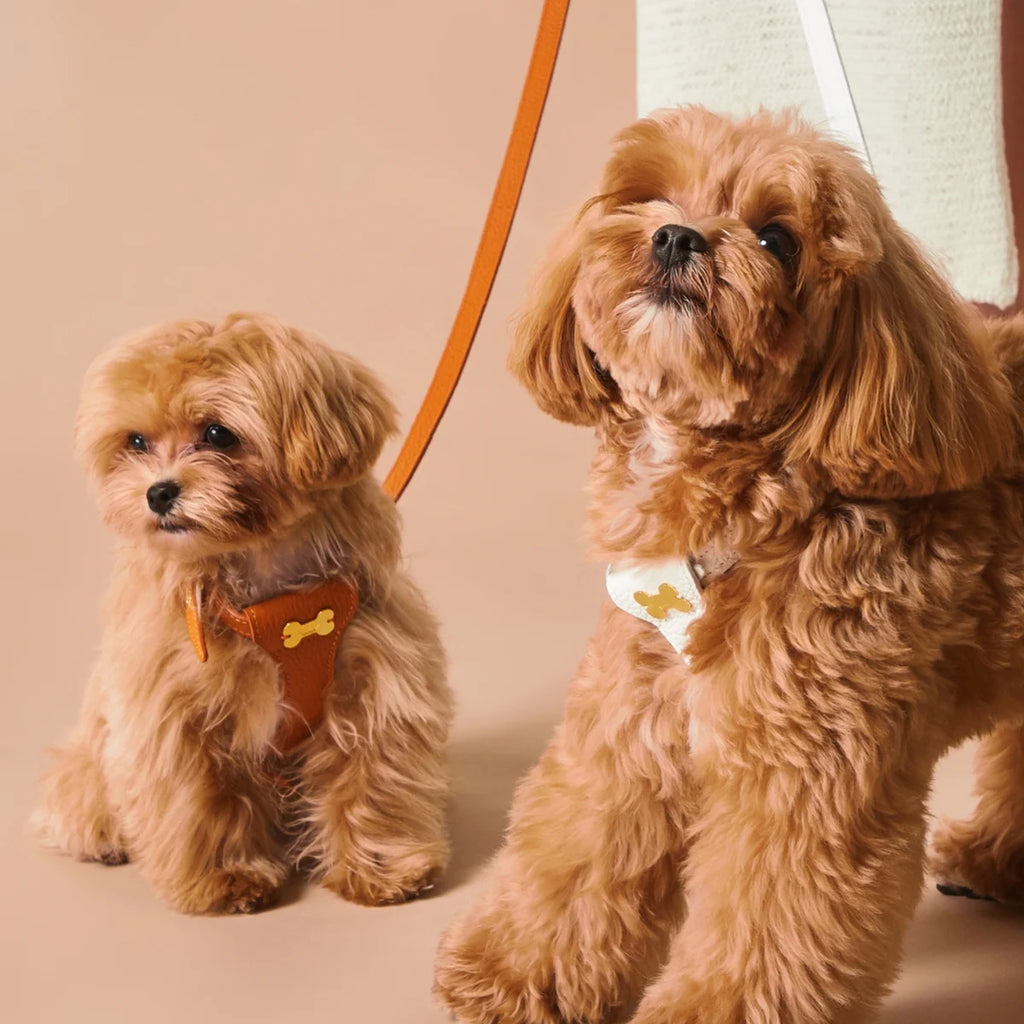 "Dot" harness