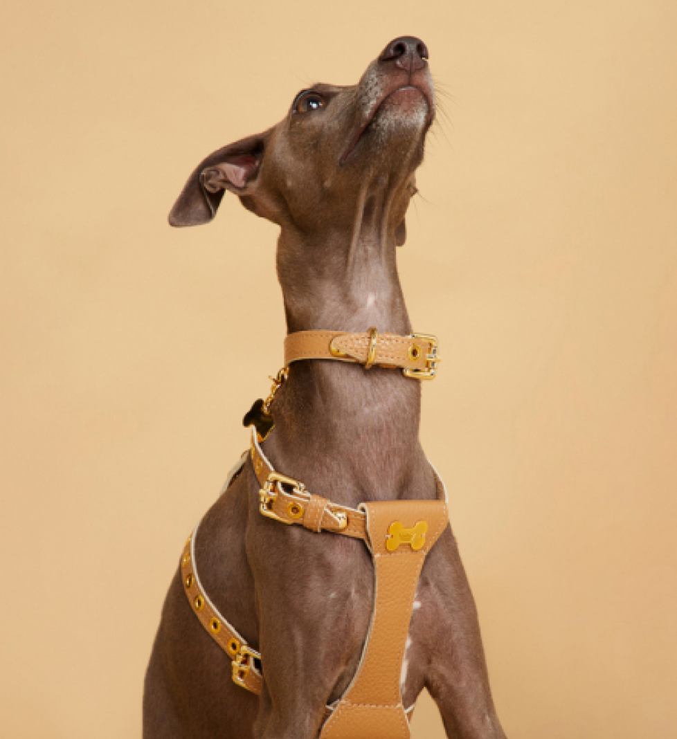 Нашийник MALTIPOO Dot Beige