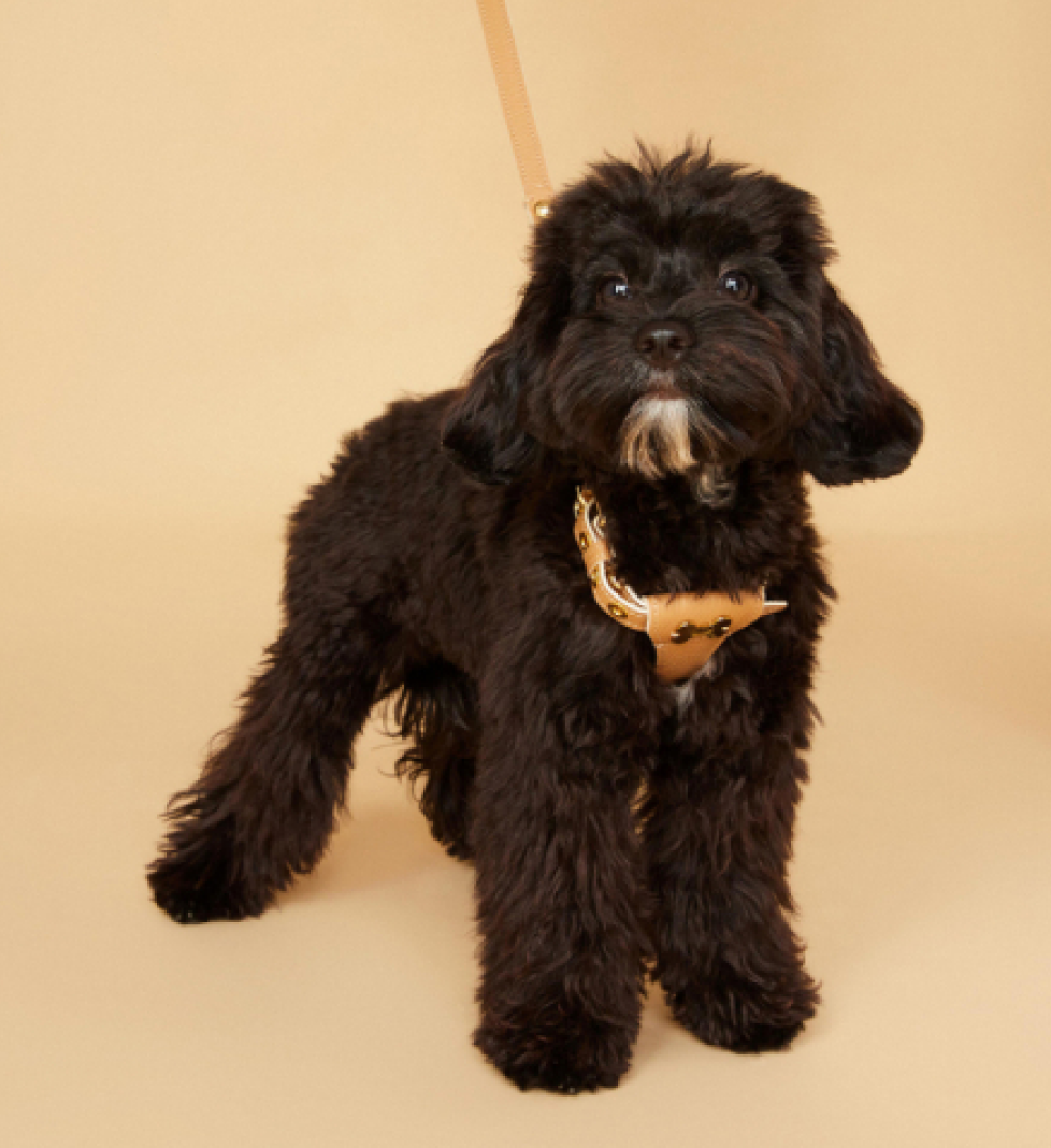 Шлейка Dot MALTIPOO Шкіряна Beige