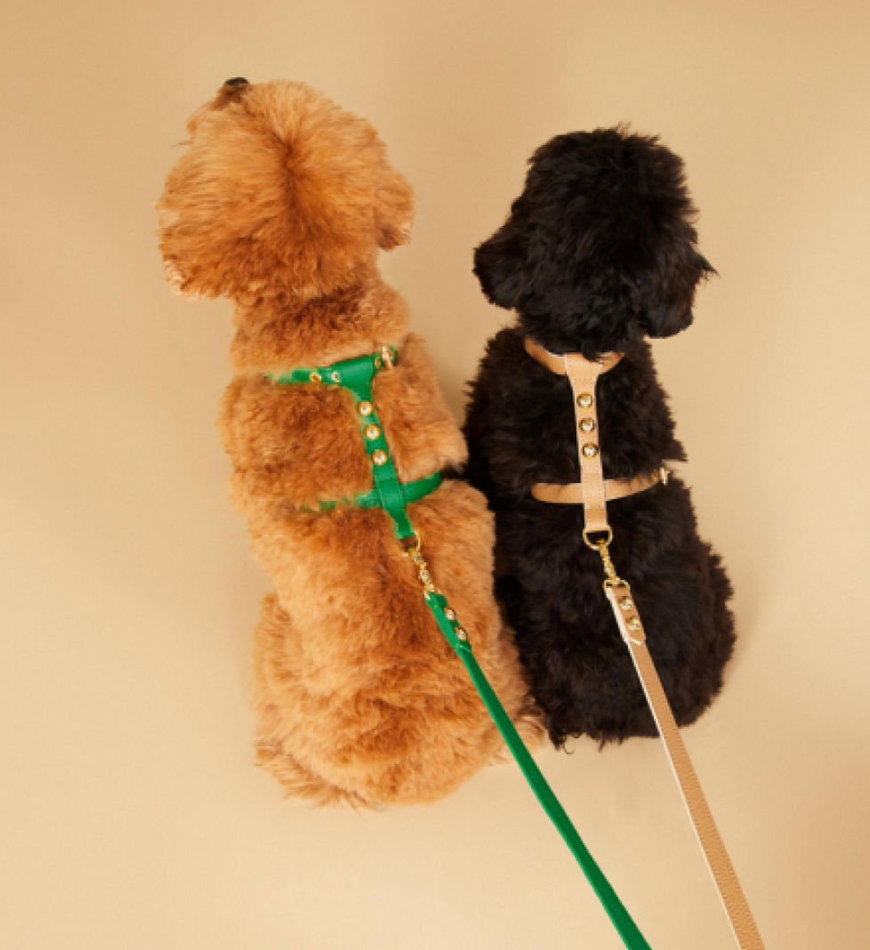 Шлейка Dot MALTIPOO Шкіряна Green