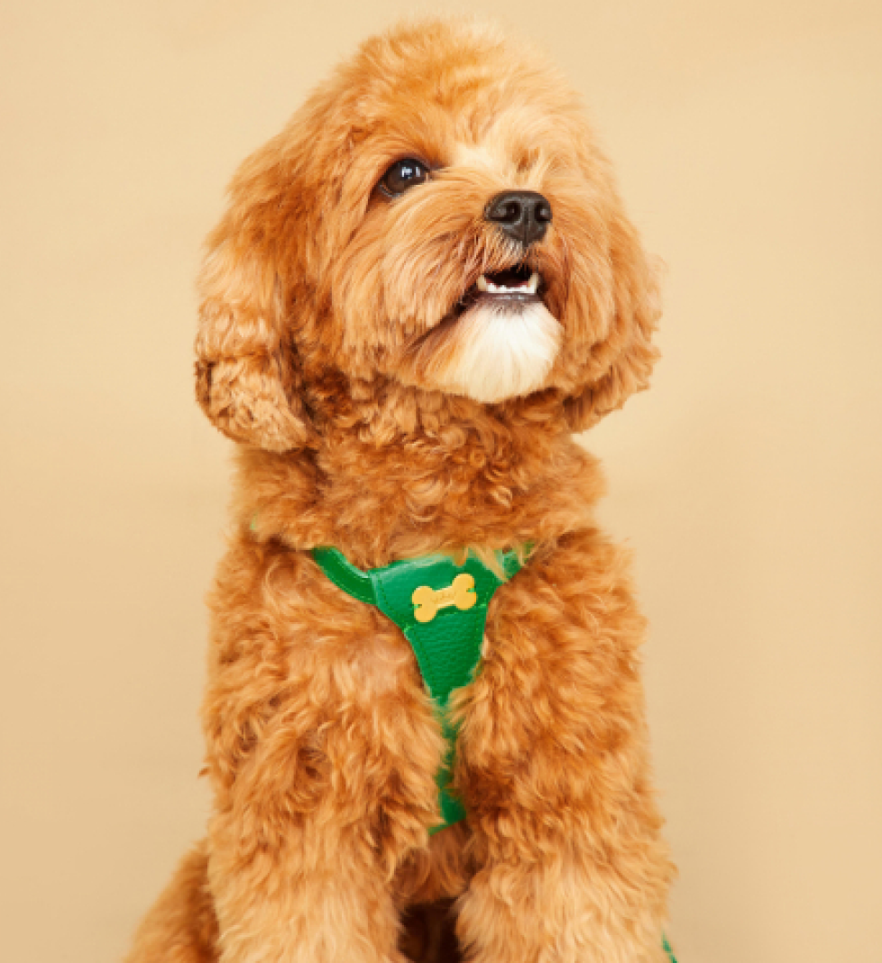 Шлейка Dot MALTIPOO Шкіряна Green