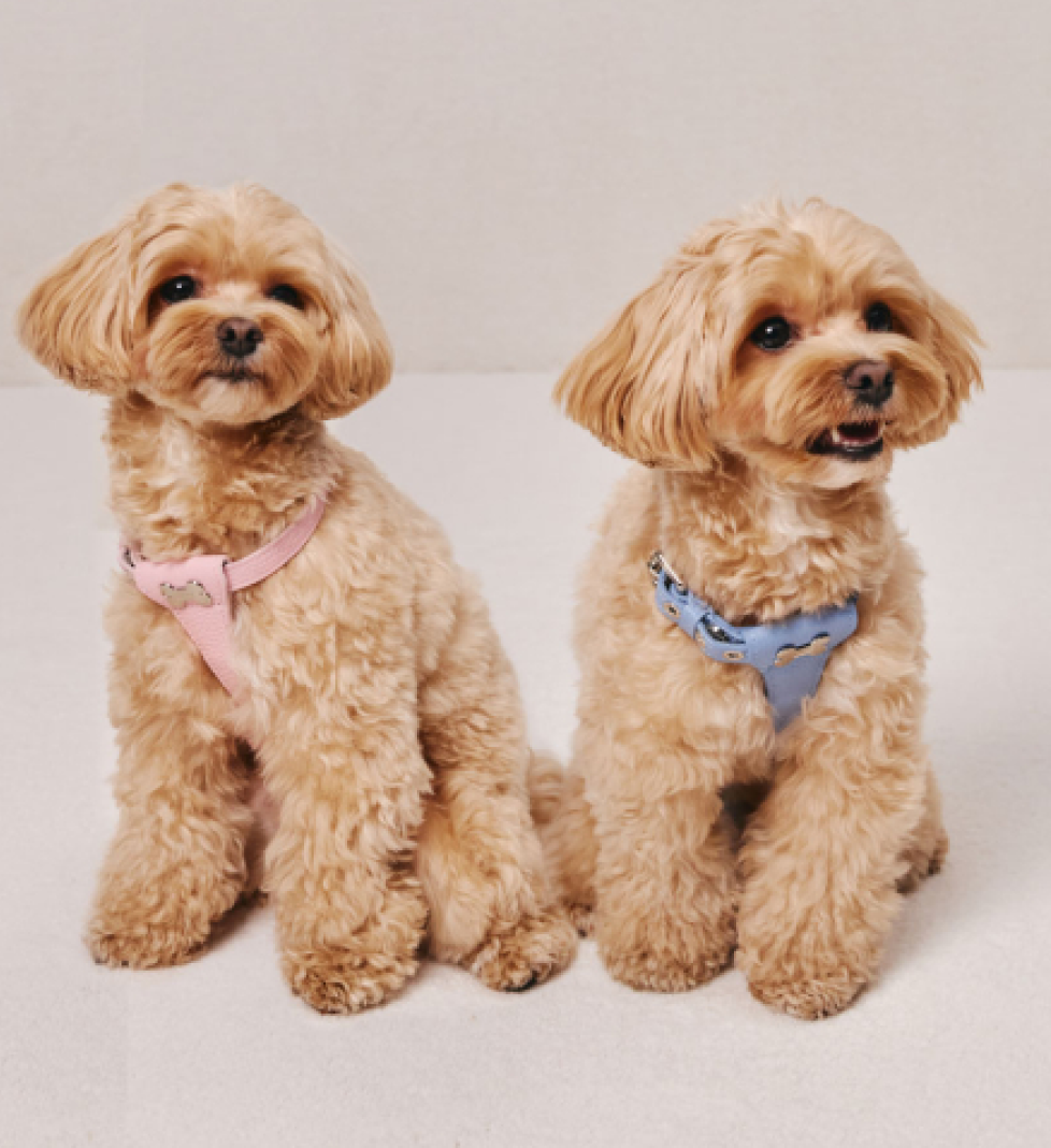 Шлейка Dot MALTIPOO Шкіряна Pink