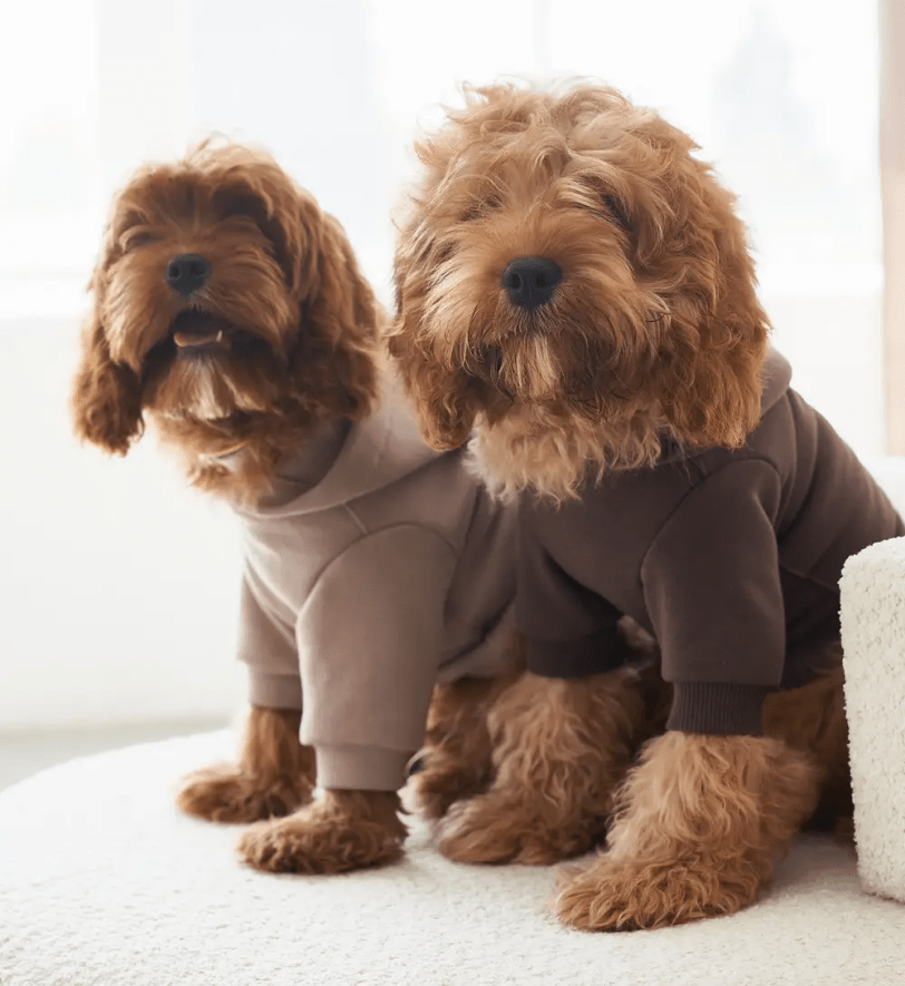 Худі CHOUCHOU для собак шоколадний