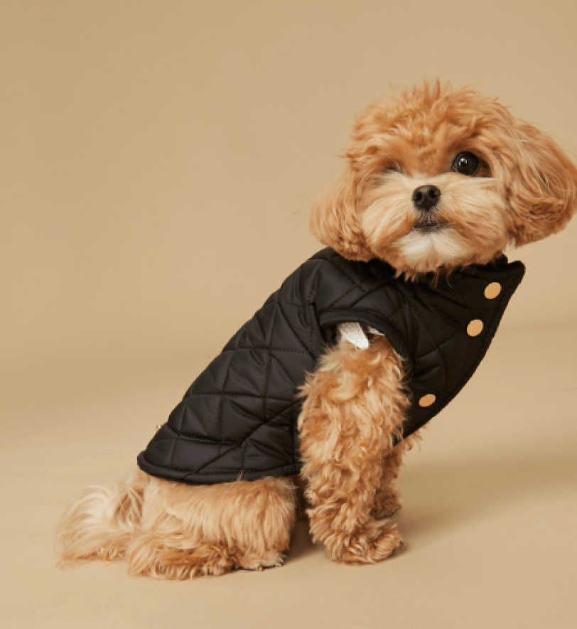 Жилетка MALTIPOO Стьобана Black