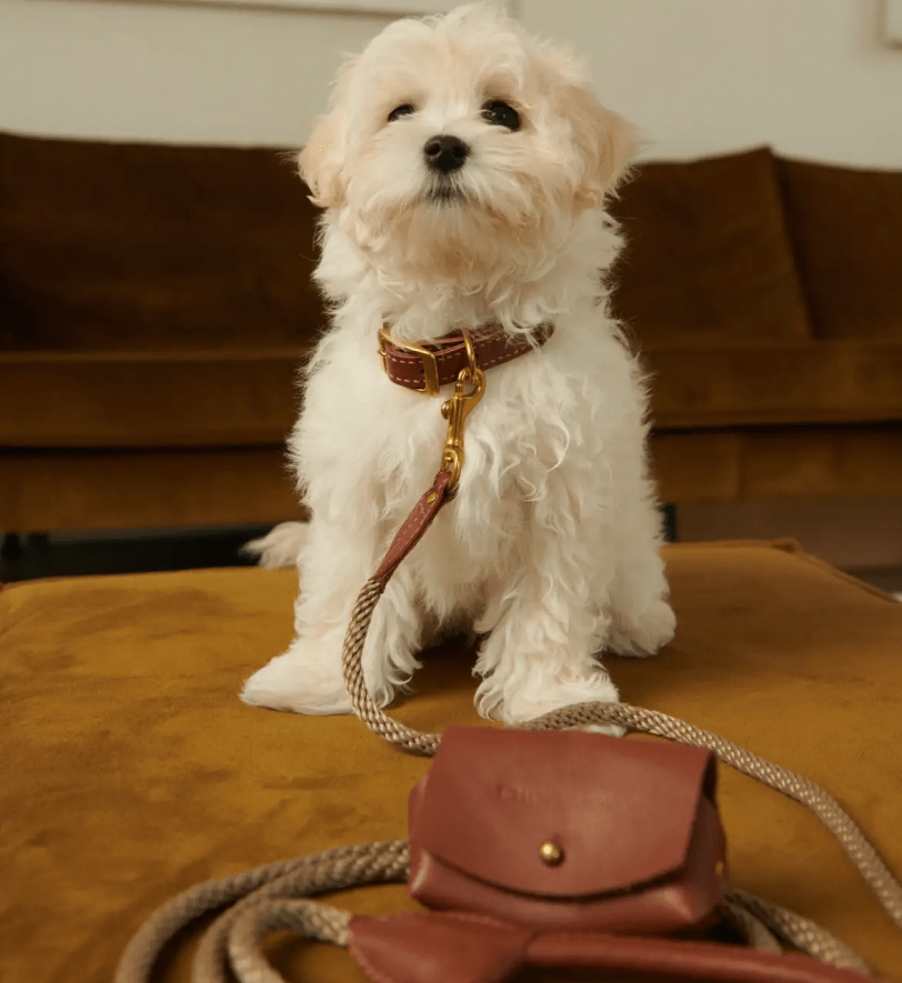 Комплект аксесуарів CHOUCHOU для собак (шлея+повідець+диспенсер) рудий