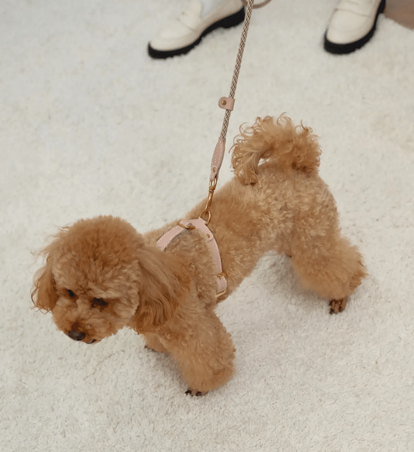 Комплект аксесуарів CHOUCHOU для собак (шлея+повідець+диспенсер) блідо-рожевий