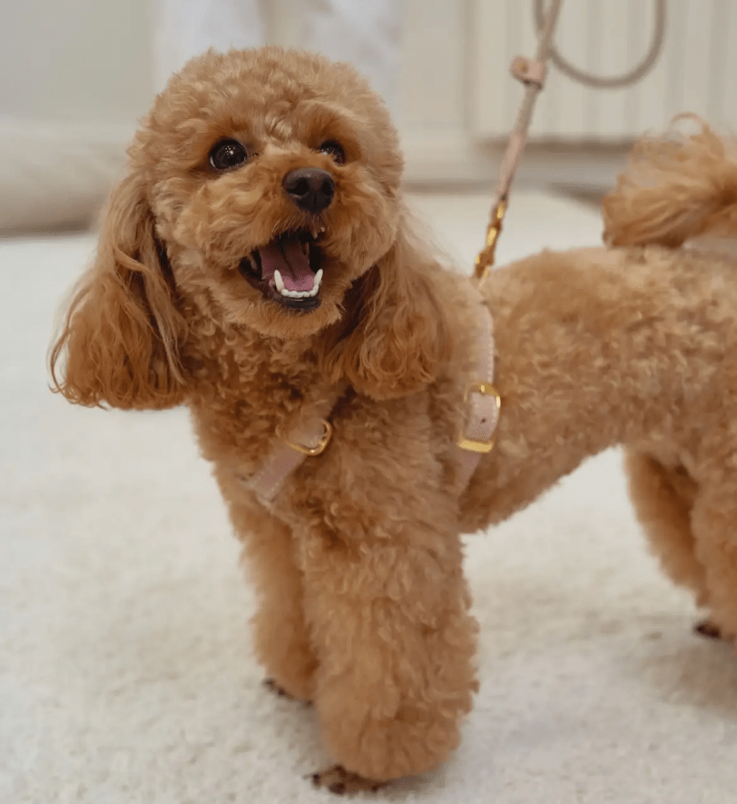 Комплект аксесуарів CHOUCHOU для собак (шлея+повідець+диспенсер) блідо-рожевий