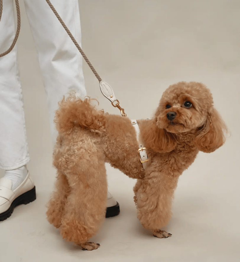 Комплект аксесуарів CHOUCHOU для собак (шлея+повідець+диспенсер) молочний