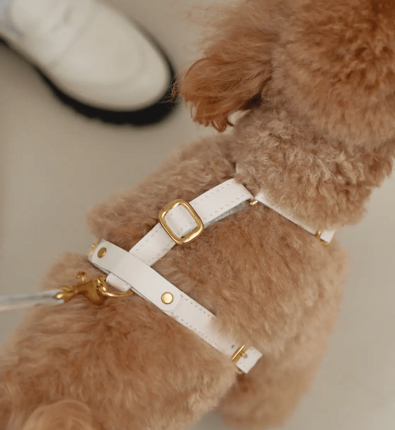 Комплект аксесуарів CHOUCHOU для собак (шлея+повідець+диспенсер) молочний