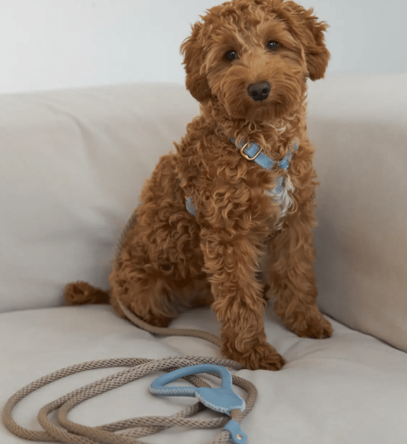 Комплект аксесуарів CHOUCHOU для собак (шлея+повідець+диспенсер) ніжно-блакитний