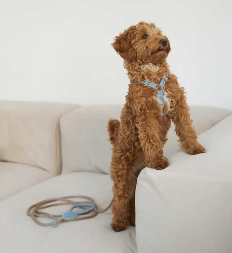 Комплект аксесуарів CHOUCHOU для собак (шлея+повідець+диспенсер) ніжно-блакитний