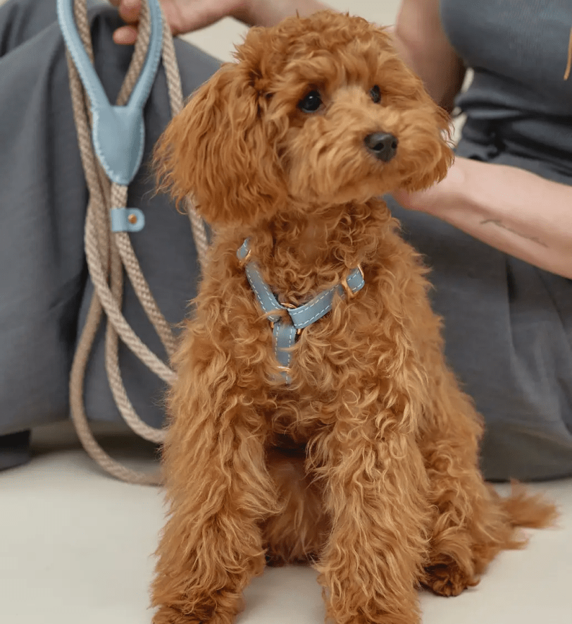 Комплект аксесуарів CHOUCHOU для собак (шлея+повідець+диспенсер) ніжно-блакитний