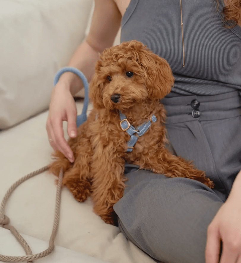 Комплект аксесуарів CHOUCHOU для собак (шлея+повідець+диспенсер) ніжно-блакитний