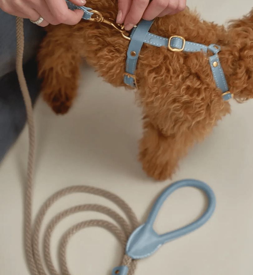 Комплект аксесуарів CHOUCHOU для собак (шлея+повідець+диспенсер) ніжно-блакитний