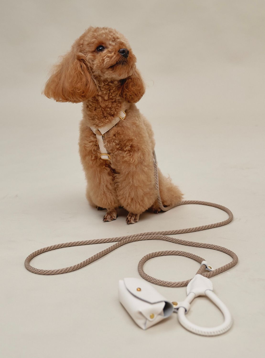 CHOUCHOU accessory set for dogs (harness + leash + dispenser) black