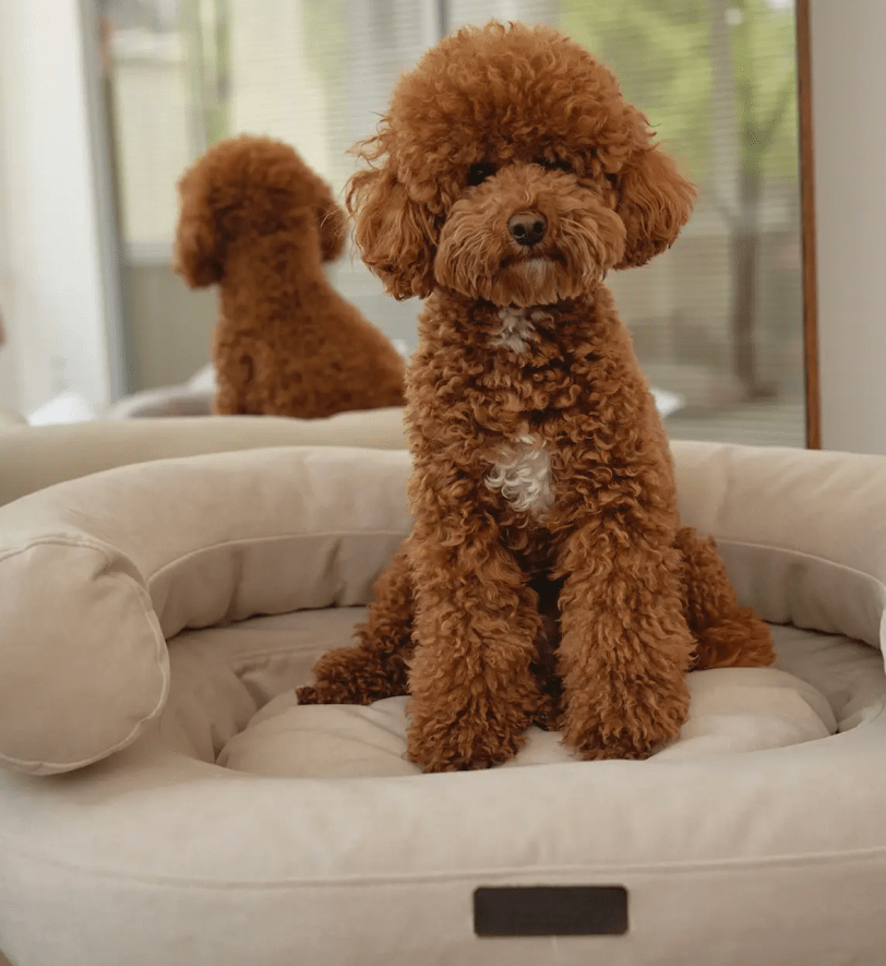 Лежак CHOUCHOU ортопедичний для собак "Marshmallow" бежевий