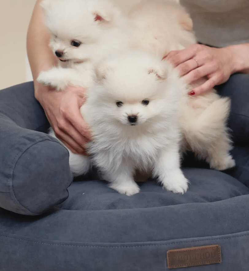 Лежак CHOUCHOU ортопедичний для собак "Marshmallow" темно-сірий