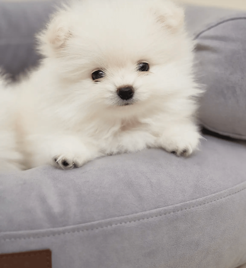 Лежак CHOUCHOU ортопедичний для собак "Marshmallow" сіро-блакитний