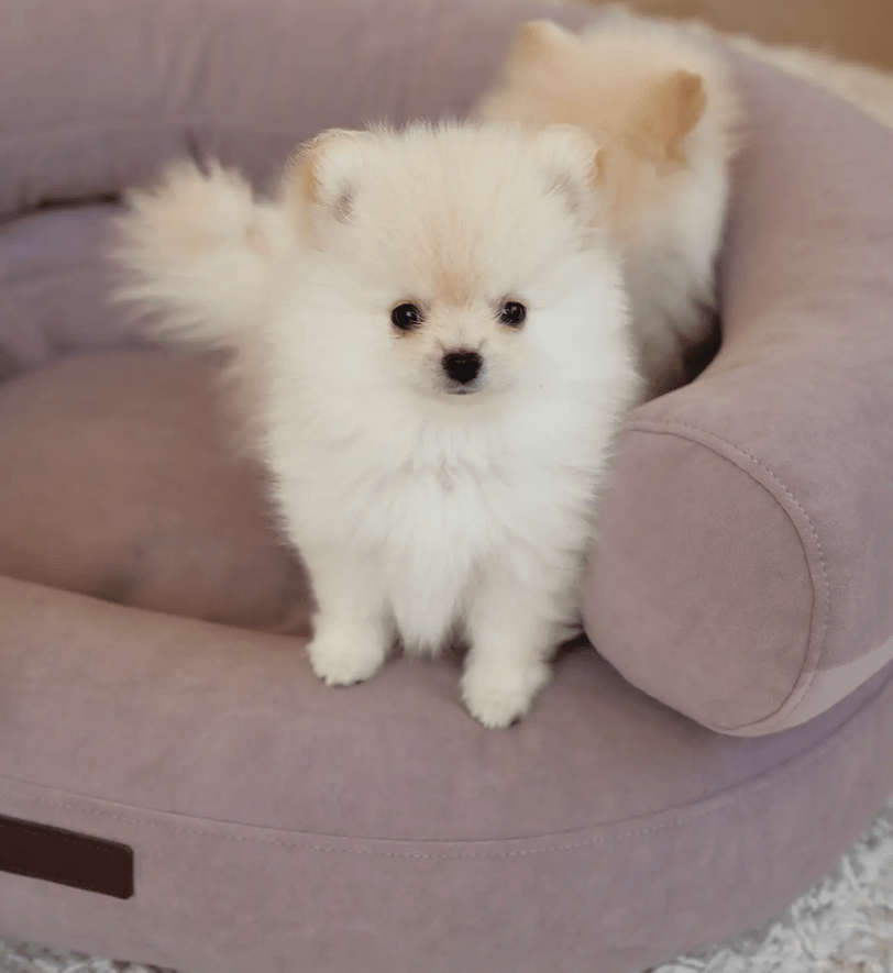 Лежак CHOUCHOU ортопедичний для собак "Marshmallow" рожевий