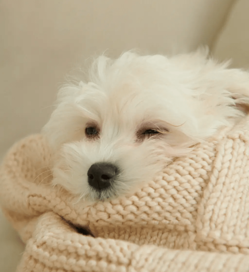 Пледик CHOUCHOU для собак "Chess" бежевий