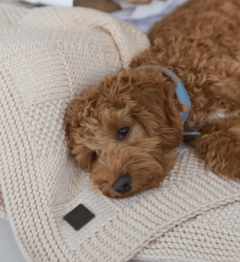 Пледик CHOUCHOU для собак "Chess" бежевий