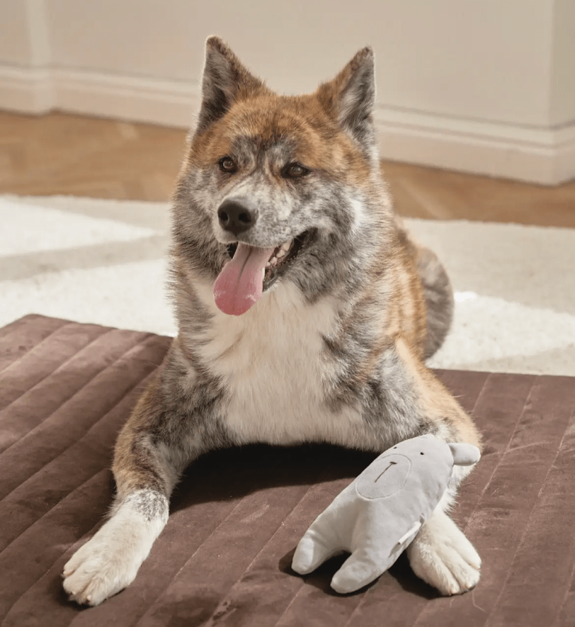 Іграшка CHOUCHOU м'яка для собак Ведмедик "Шу" з пискавкою