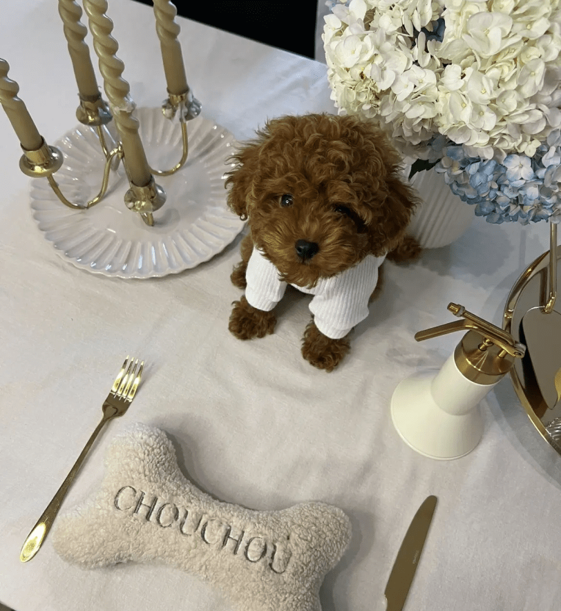 Іграшка CHOUCHOU м'яка для собак Кісточка "Teddy Collection" молочний