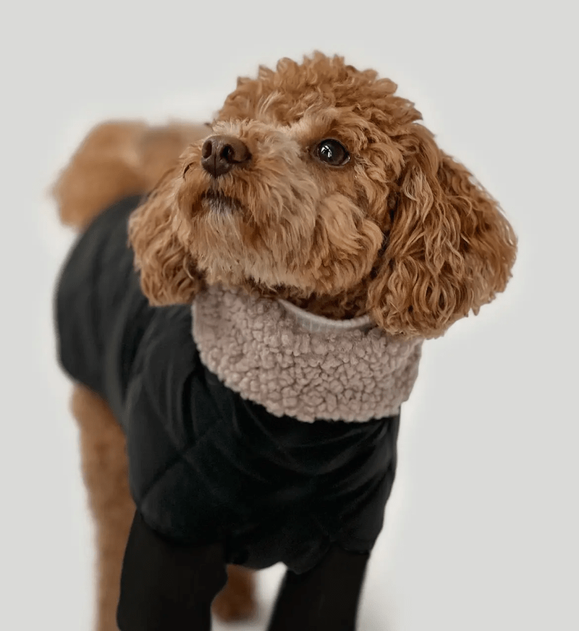 Попона CHOUCHOU зимова для собак "Waffle" чорна з тауп хутром